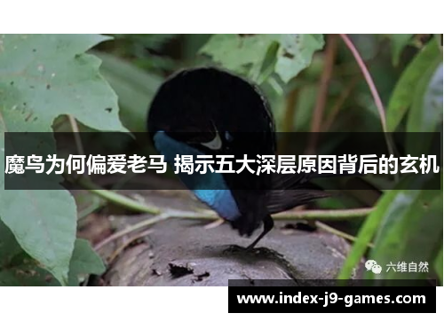 魔鸟为何偏爱老马 揭示五大深层原因背后的玄机
